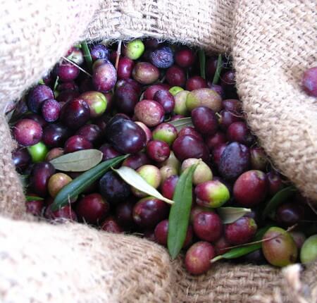 Olive ancora non maturate del tutto