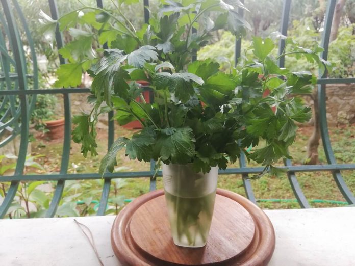 Come conservare il prezzemolo fresco con gli steli a bagno nell'acqua