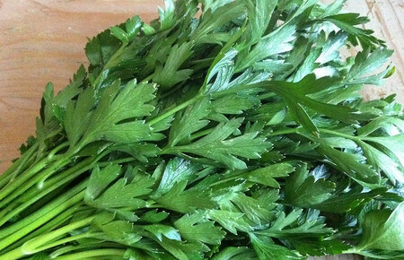 Aspetto cdel prezzemolo reciso appena colto