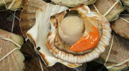 Capasanta freschissima appena aperta e ancora da pulire 