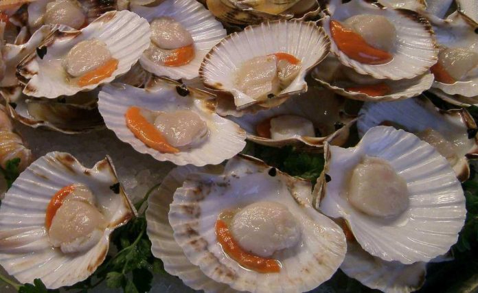 Capesante fresche già pulite sul banco della pescheria