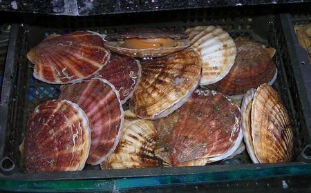 Capesante vive socchidono le valve nell'acqua salata