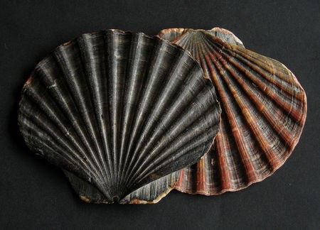 Aspetto del guscio di capesante Pecten maximus