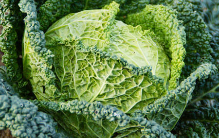 Aspetto di una verza fresca ed integra