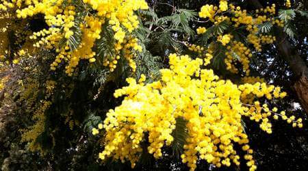 Mimosa cresciuta spontaneamente in fioritura