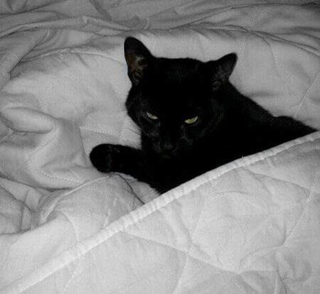 Gatto domestico infilatosi sotto a piumino da letto