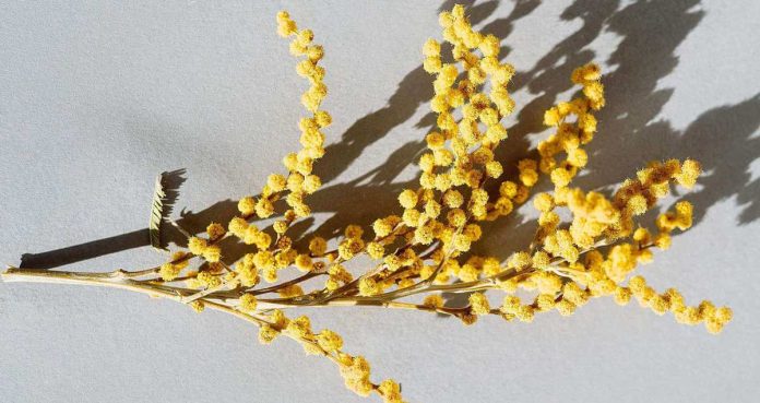 Mimosa essiccata perfettamente mediante sospensione