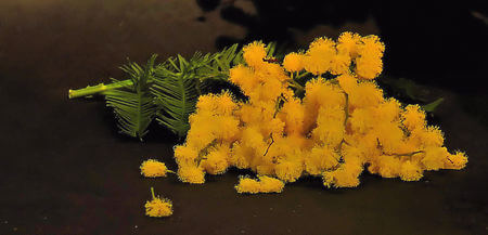 Piccolo rametto di mimosa fiorita