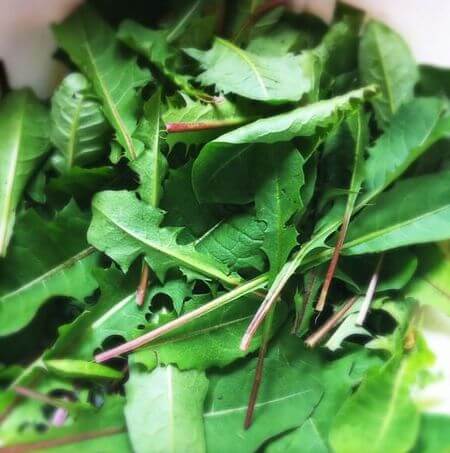 Foglie giovani di tarassaco appena raccolte