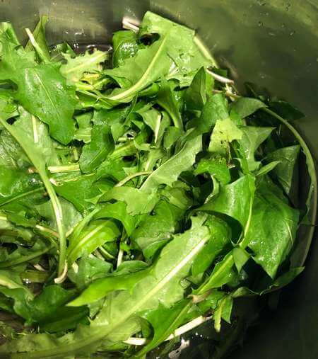 Foglie di tarassaco lavate con acqua fredda
