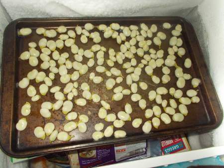 Fave distanziate tra di loro su leccarda da forno