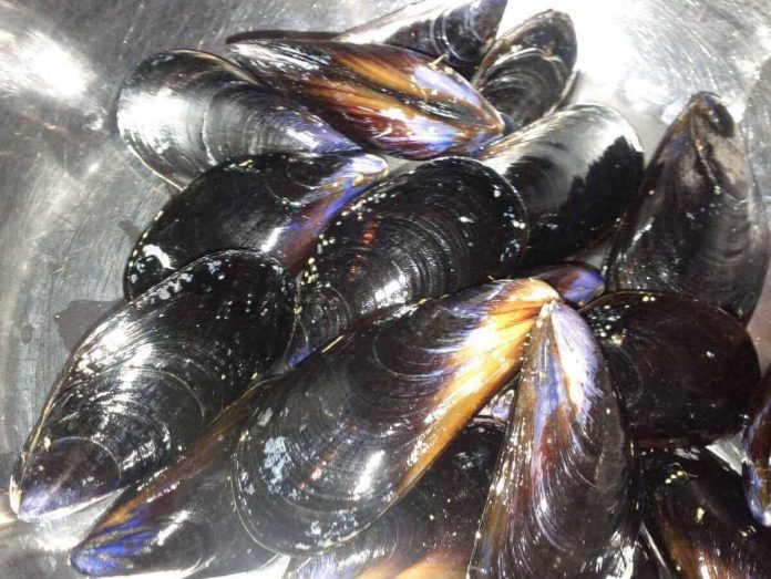 Cozze pulite bene manualmente