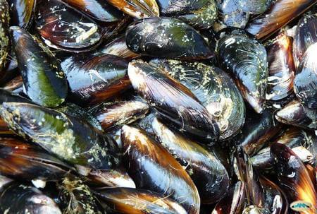 Cozze sporche e incrostate ancora da pulire