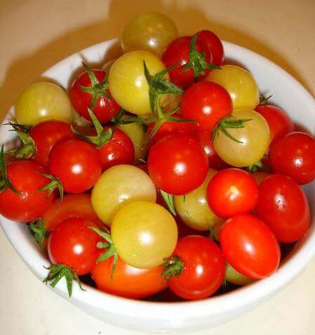 Pomodorini ciliegini rossi e gialli freschi, maturi, sodi ed integri in ciotola di ceramica bianca