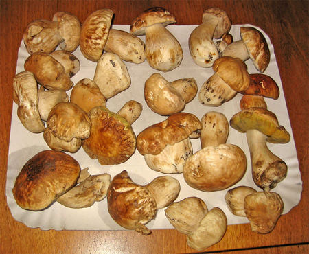 Funghi porcini di Pistoia freschi su vassoio di cartone