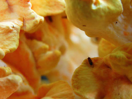 Fotografia ingrandita di ditteri sui funghi