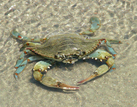 Granchio blu arrivato quasi al bagnasciuga