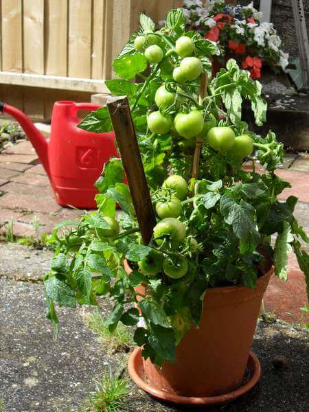 Pianta di pomodoro coltivata in vaso con frutti ancora acerbi