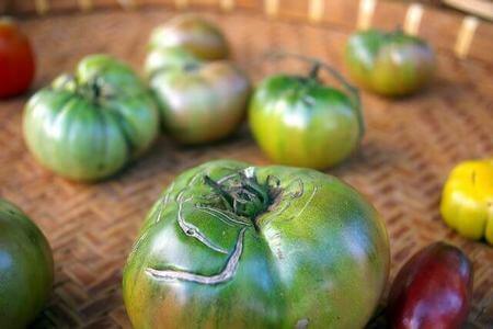 Pomodori verdi distanziati tra di loro su vassoio di paglia