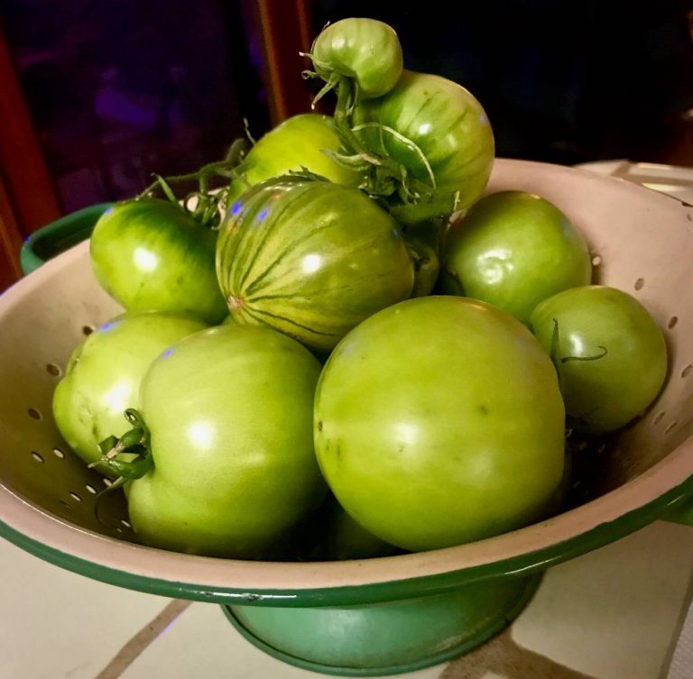 Pomodori raccolti ancora verdi da fare maturare in casa messi in un colino capiente