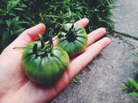 2 pomodori verdi raccolti da terra in mano maschile
