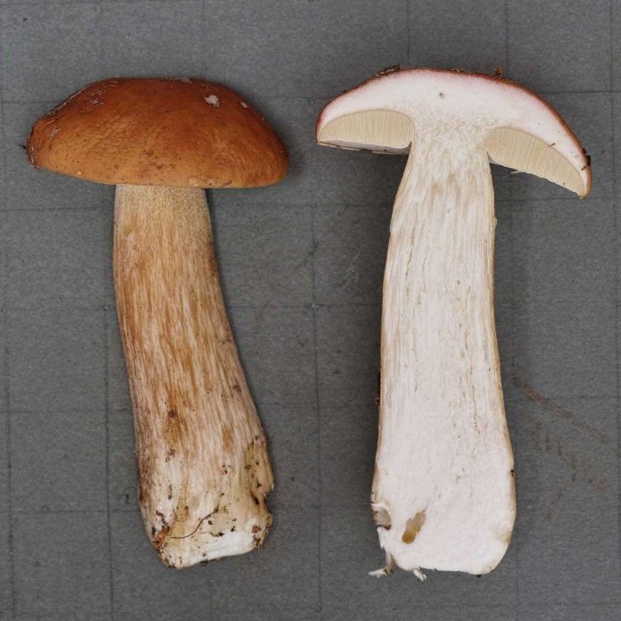 Bisogna aprire i funghi per togliere loro i vermi Fungo porcino aperto a cui sono stati levati i vermi con segni di transiti nella polpa