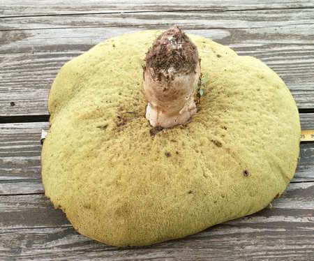 Fungo porcino capovolto con il gambo in su