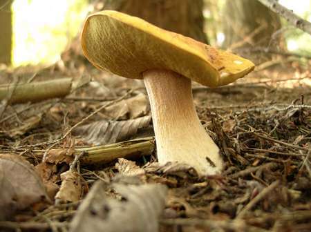 Fungo porcino con spugna verde nella parte inferiore della cappella