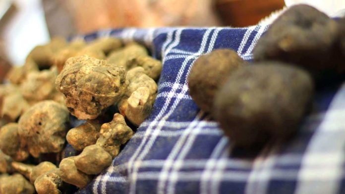 Tartufi bianchi e neri freschi puliti sommariamente da conservare in frigorifero