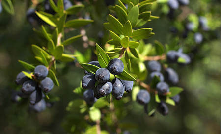 Bacche di mirto adatte a fare il liquore non ancora raccolte