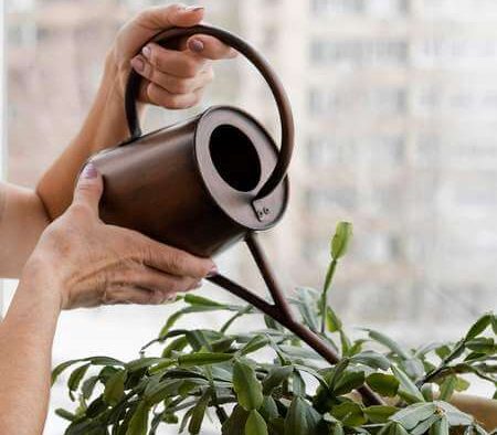 Donna annaffia il cactus di Natale con moderazione