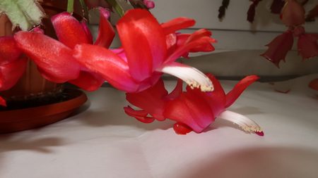Aspetto dei fiori della Schlumbergera