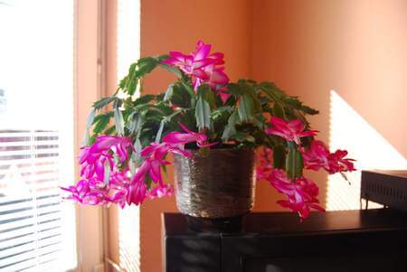 Sclumbergera posizionata a luce indiretta in stanza luminosa