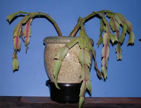 Schlumbergera con foglie molle dopo il rinvaso