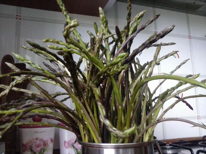 Aspetto degli asparagi selvatici raccolti da poco Asparagi selvatici freschi e teneri raccolti da poco