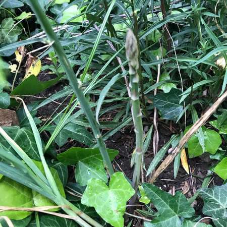 Turione di asparago selvatico spuntato tra i cespugli