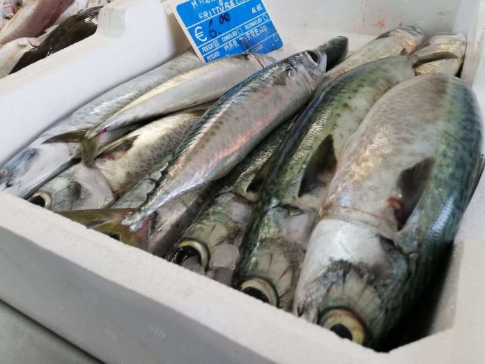 Sgombri e lanzardi esposti in vendita in un'unica cassetta