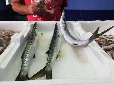 Barracuda freschissimi esposti in pescheria