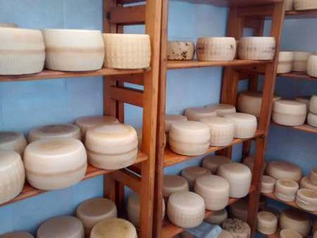 Forme di cacioricotta fatte stagionare su scaffale di legno