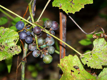 Uva attaccata e danneggiata dai parassiti