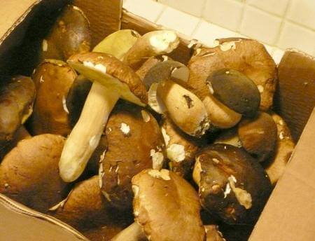 Funghi porcini freschi in cassetta di cartone