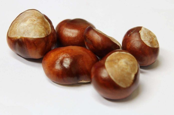 Per prepare il detersivo da bucato fai da te bisogna usare castagne matte integre e brillanti Castagne matte intatte e brillanti adatte per fare il detersivo per bucato