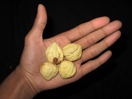 4 castagne matte sbucciate in mano maschile