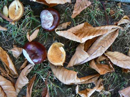 Castagne matte e foglie morte cadute a terra in autunno