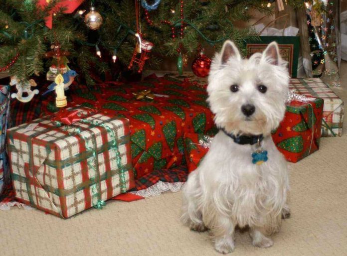 West Highland White Terrier sotto ad albero di Natale a prova di cane