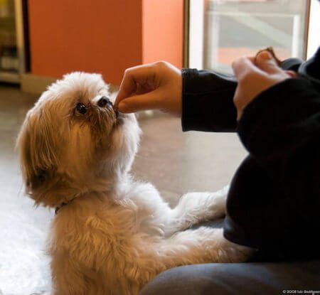 Cane premiato con un bocconcino dalla padrona