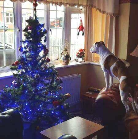 Cane osserva l'albero di Natale dal divano