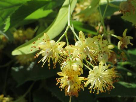 Fiori di tiglio integri con brattea adatti ad essere raccolti