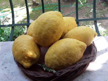 Aspetto dei limoni pane tipici di Procida