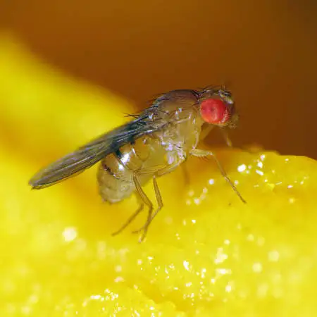 Ingrandimento di moscerino Drosophila melanogaster